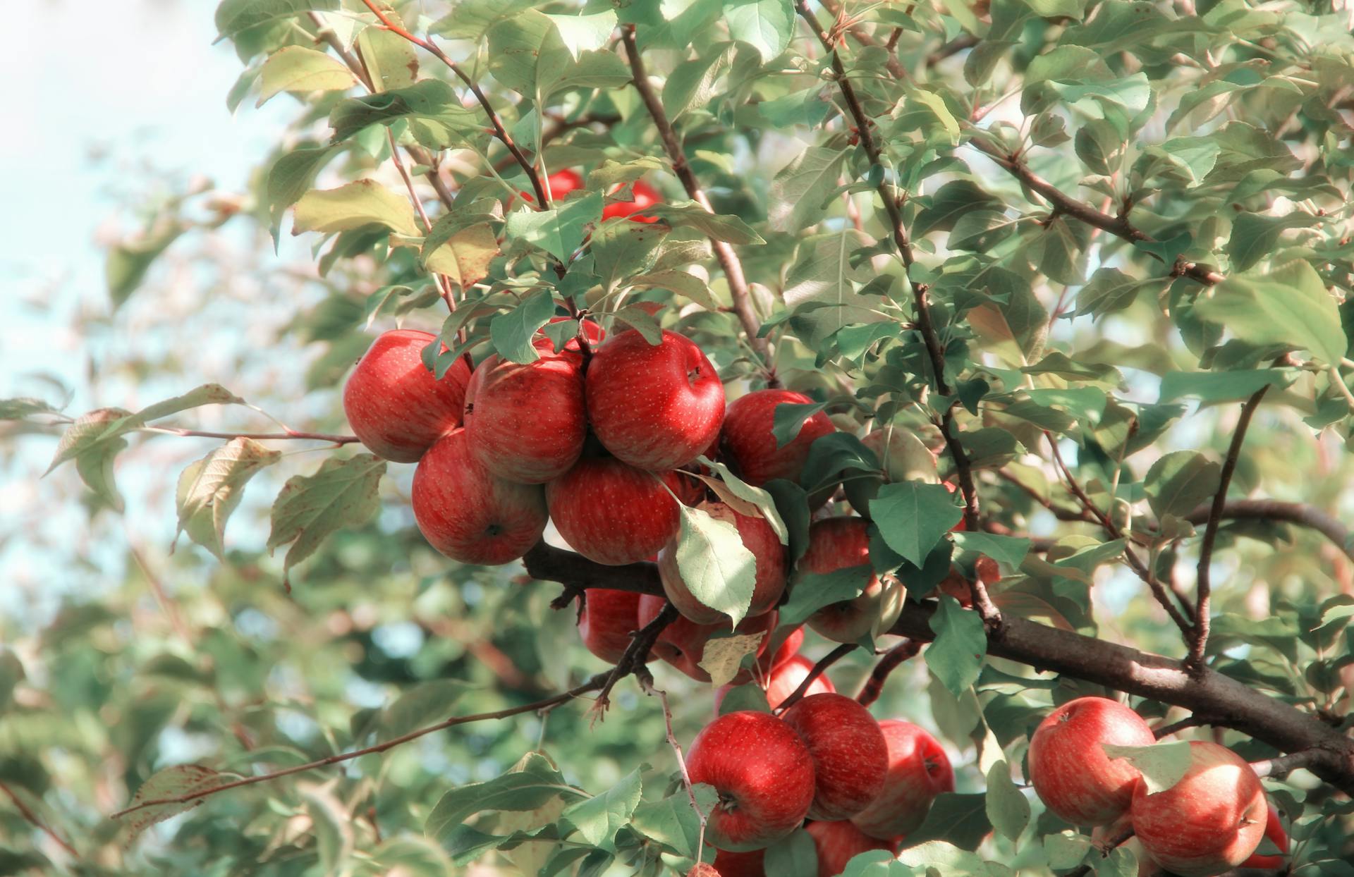 Voici la liste des meilleurs vergers pour l’autocueillette de pommes au Québec en 2025