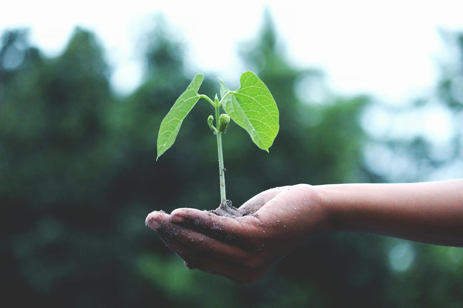 Journée de la Terre : Acheter local, un geste simple aux grands impacts au Canada