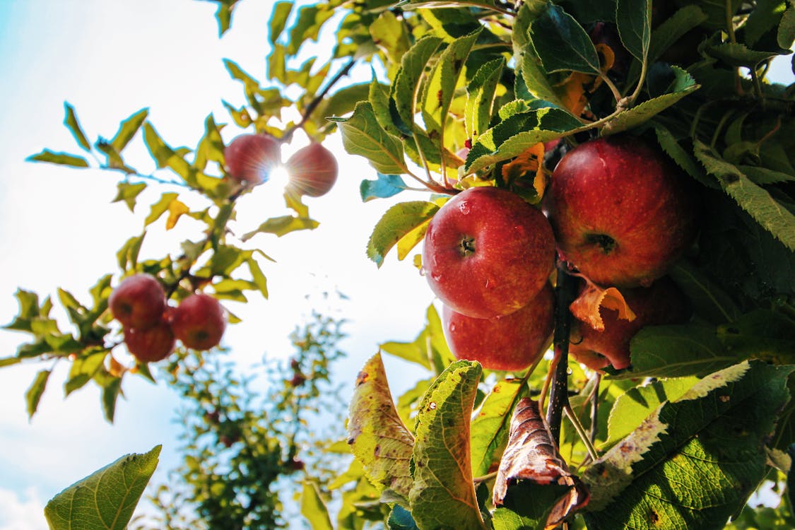 La famille des pommes du Québec